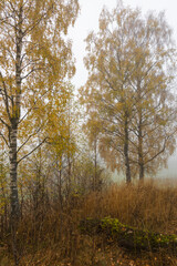 Obraz na płótnie Canvas Autumn color birch trees.