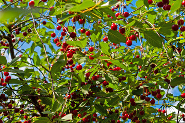 Cherries hanging on a cherry tree branch. Red and sweet cherries on a branch.