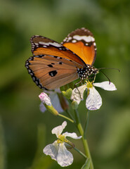 Plain tiger Butterfly 