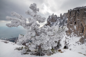 Snowy winter in the mountains of Crimea. Yalta, Ai-Petri. Winter's tale. A tree in the snow.