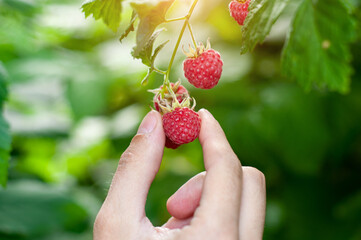 raspberries. male hand picks berries of ripe red raspberries on a background of green raspberries....