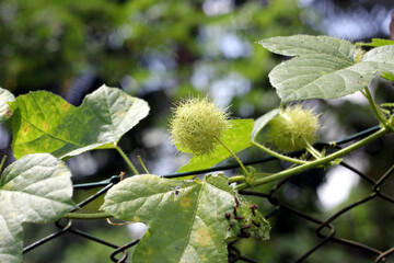 Wild water melon vine and fruit on fence
