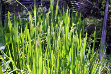Immature paddy spikes and sunlight though rice plants in the background