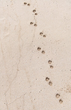 Dog Footprints on Sand