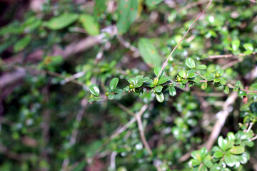 Small tree branch with it's wild fruit called as Heen thambala,It is Native to Sri lanka