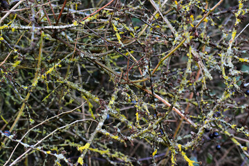 Closeup of branches with berries and lichen in winter, England