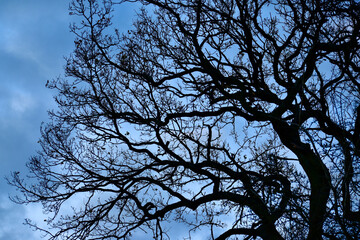 Silhouette of tree branches against winter sky
