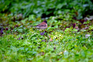Black Capped Junco