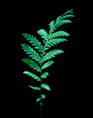 Leaves on a black dark background. Plant growing in wild isolated black background.