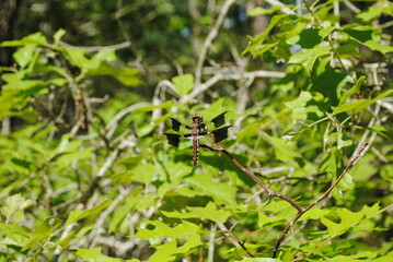 Dragonfly with one black spot on each wing, brown body / thorax with white or light blue spots, perched on a tree branch