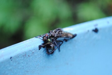 Robber fly perched on the rim of a flower pot eating its lunch