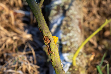 Pilz
