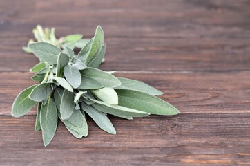 Obraz premium Salvia officinalis. Fresh sage herb on a rustic wooden table with a copy space.