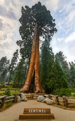 Sentinel Tree - Sequoia National Park