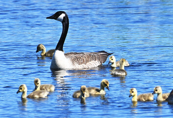 Mother Goose and Goslings