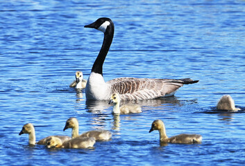 Parent Goose with Goslings