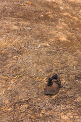 An abandoned brown sneaker in the weedy field