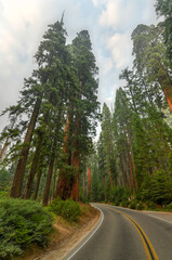 Naklejka premium Big Trees Trail - Sequoia National Park