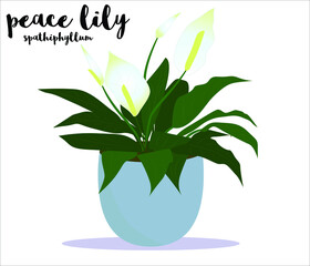 peace lily house plant in the pot vector illustration with a name  text 