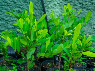 Coca Leaf Plantation (Erythroxylum coca) in the Black Pots