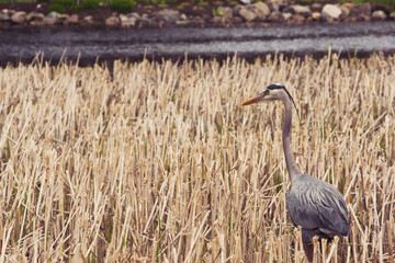 Naklejka premium Heron stands in the grass