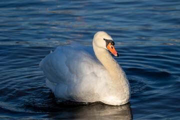 Obraz premium Höckerschwan