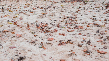 fallen leaves on a sand in the park through autumn