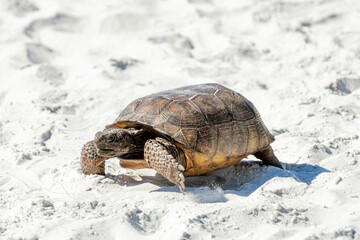 Turtle walking on the beach in Florida