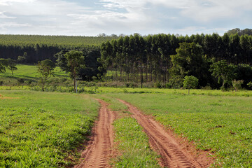 Dirt path on hay farm with trees in the background