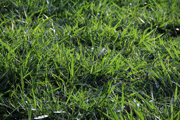 Fresh grass texture in green tones