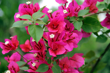 Bougainvillea flower and leaves close-up