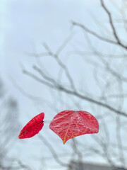 Closeup of two red leaves set against a cold, grey sky background with silhouetted tree branches.