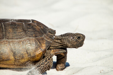 Turtle walking on the beach in Florida 