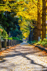 【横浜 山下公園付近】イチョウの並木道