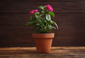 Fototapeta na wymiar Beautiful pink vinca flowers in plant pot on wooden table