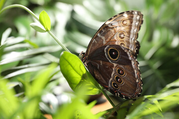 Beautiful common morpho butterfly on green plant in garden