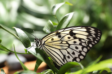 Beautiful rice paper butterfly on green plant in garden