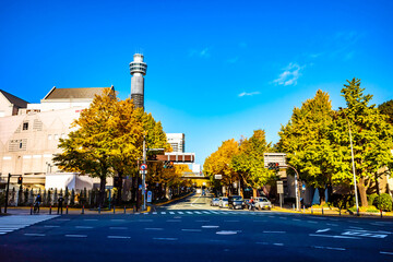 Obraz premium 【横浜 山下公園付近】イチョウの並木道