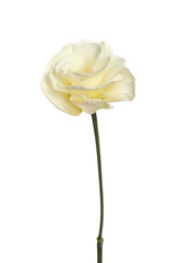 Beautiful fresh Eustoma flower isolated on white