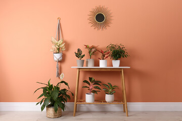 Different houseplants on table near orange coral wall