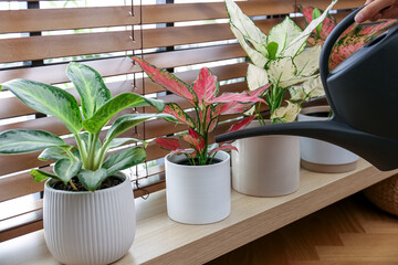 Woman watering houseplants on window sill at home, closeup