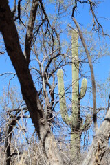 Saguaro and Fall tree