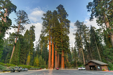 General Grant Grove - Kings Canyon National Park