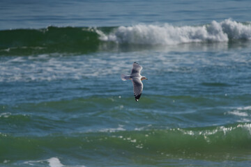 seagull over Atlantic Ocean 
