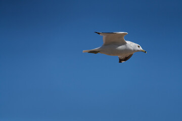 Obraz premium Seagull