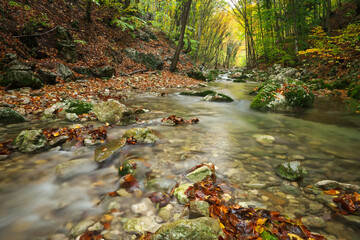 Naklejka na ściany i meble Autumn creek woods with yellow trees foliage and rocks in forest mountain.