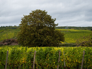 Fototapeta na wymiar Wein und Baum