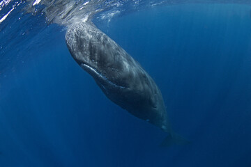 Naklejka premium Snorkeling with the sperm whale. Sperm whale near the ocean surface. Whale play in the ocean. Marine life in the Indian ocean. Biggest tooth animals on the Earth