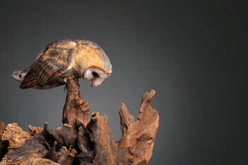 Beautiful common barn owl on tree against grey background. Space for text