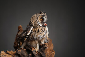 Beautiful eagle owl on tree against grey background. Predatory bird